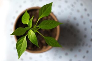 nachhaltige-pflanze-im-blumentopf