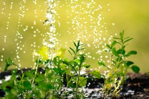Kreditzweitmarktfoerderungsgesetz - Pflanzen werden gewässert