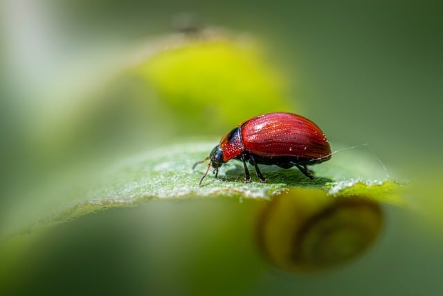 Symbolbild: Eine Nahaufnahme von einem roten Käfer auf einem Blatt symbolisiert eine perfekte Umwelt, mit der nicht mehr unbegründet geworben werden darf.