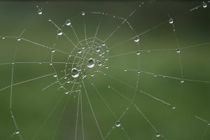 Symbilbild: Spinnennetz mit5 Tautropfen vor grünem Hintergrund - Symbol für vernetzte, aber widerstandsfähige Systeme.
