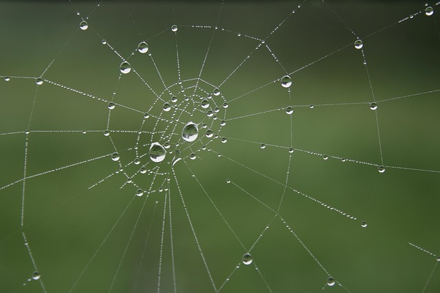 Symbilbild: Spinnennetz mit5 Tautropfen vor grünem Hintergrund - Symbol für vernetzte, aber widerstandsfähige Systeme.