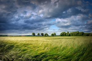 Symbolbild: Landschaft mit einem vom Wind bewegten Getreidefeld - steht für bewegte, aber natürliche Marktveränderungen.