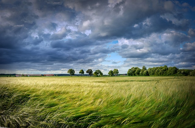 Symbolbild: Landschaft mit einem vom Wind bewegten Getreidefeld - steht für bewegte, aber natürliche Marktveränderungen.