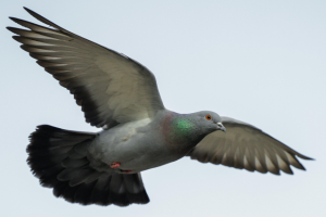Symbolbild: Brieftaube als Symol für die GwG-Meldeverordnung