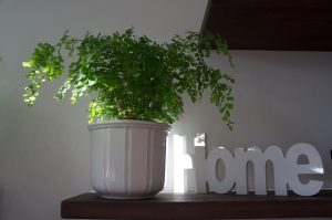 Symbolbild: eine Zierpflanze auf einem Schrank und die Schriftzeichen HOME symbolisieren den Grunderwerb