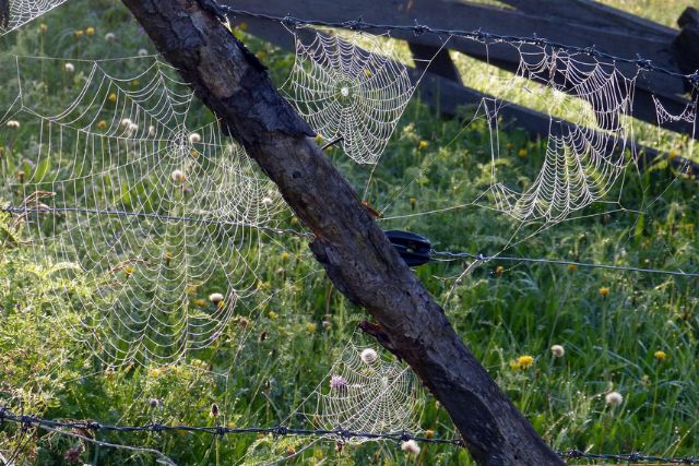 Symbolbild: Mehrere miteinander verwobene Spinnennetze sybolisieren die verschiedenen Aufsichtsbehörden unter koordinierender Leitung der BNetzA